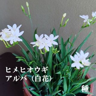 秋まき花の種　ヒメヒオウギ・アルバ 30粒以上　球根植物　初心者向(その他)