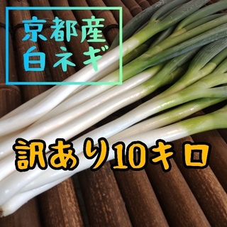 【訳あり】京都産　白ネギ　長ネギ　新鮮（10キロ）(野菜)