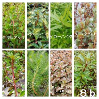 (水草・水上葉)　水草・８種セット ｂ(アクアリウム)