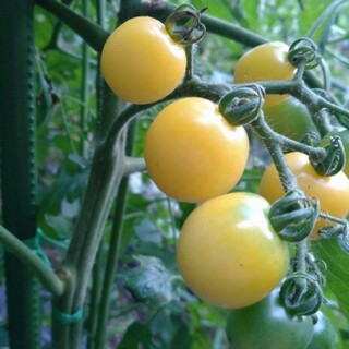 白ミニトマト　種20粒　スノーホワイト　無農薬栽培(野菜)