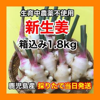 新生姜　生育中農薬不使用　1.8kg 鹿児島産　(野菜)