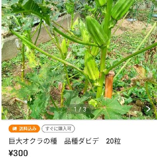 千成ひょうたん　瓢箪　種　20粒 +オクラ20粒(野菜)
