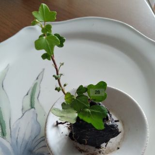 28 そのまま植えられる ダックフット 苗 ヘデラ(その他)