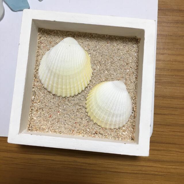 貝殻　シーグラス ハンドメイドのインテリア/家具(インテリア雑貨)の商品写真