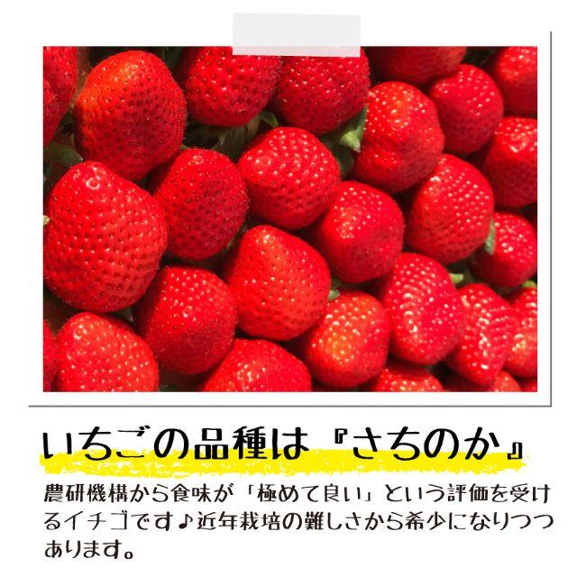 サラサラ苺とコロコロ苺のW食感♪「さらぷち苺」6カップ 練乳付き 食品/飲料/酒の食品(フルーツ)の商品写真