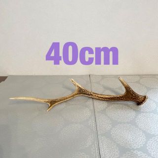 鹿の角　約40cm インテリアなど　しか　つの　シカ　ツノ(置物)