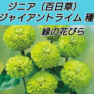 ジニア（百日草）ジャイアントライム 花種20粒(プランター)