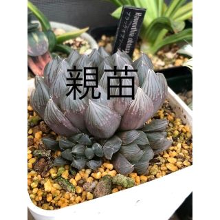 多肉植物ハオルチアブラックオブツーサ(その他)