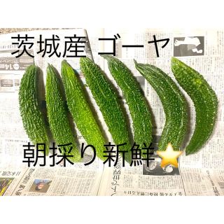 朝採り野菜⭐️茨城産 ゴーヤ 7本 約2kg (野菜)