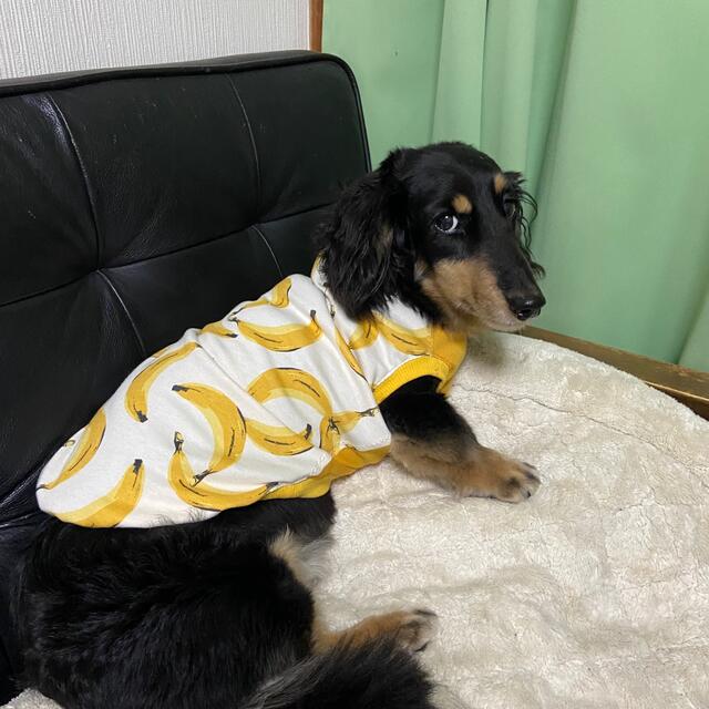 『バナナ柄タンクトップ』　メルロコ　ダックス　犬服 ハンドメイドのペット(ペット服/アクセサリー)の商品写真