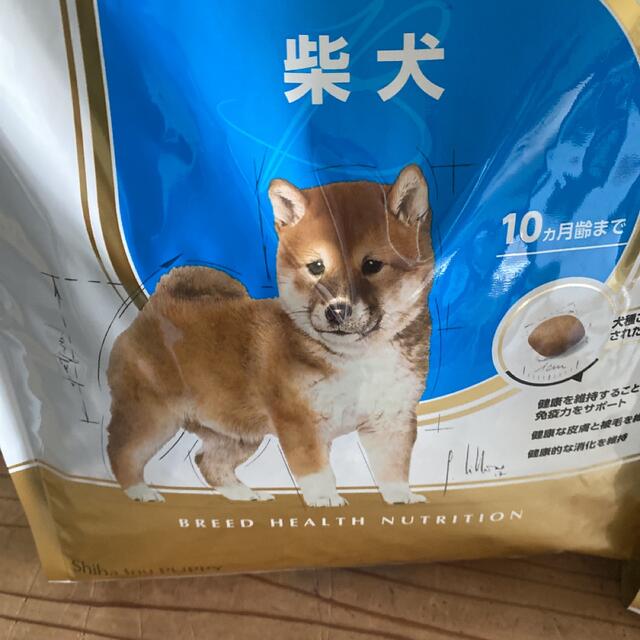 ご専用　柴犬仔犬用