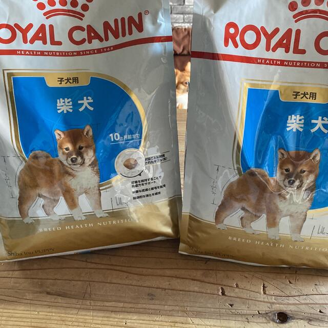 ご専用　柴犬仔犬用