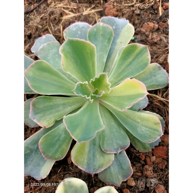 多肉植物 フローレンス錦-