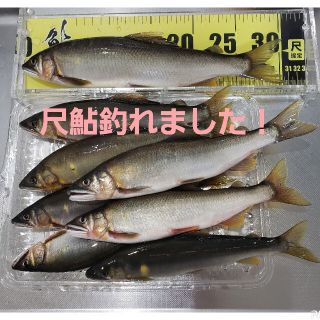 冷凍鮎 物部川 9/8(魚介)