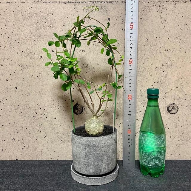 美株です!フォッケア エデュリス “火星人” ※送料込みの通販 by Planet ...