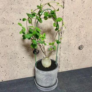 美株です!フォッケア エデュリス “火星人” ※送料込みの通販 by Planet ...
