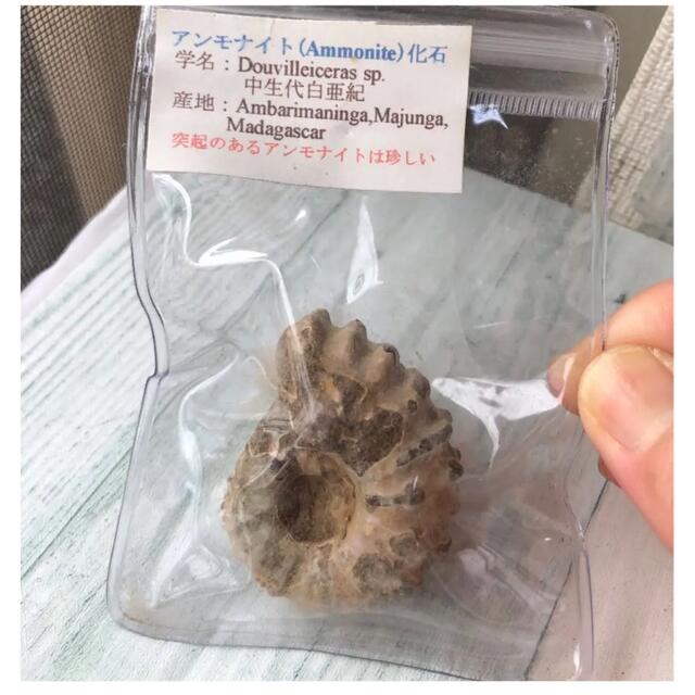 Ammoniteアンモナイト化石　中生代白亜記　突起　38.5g | フリマアプリ ラクマ