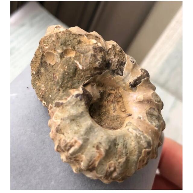返品送料無料 Ammoniteアンモナイト化石 中生代白亜記 突起 38.5g