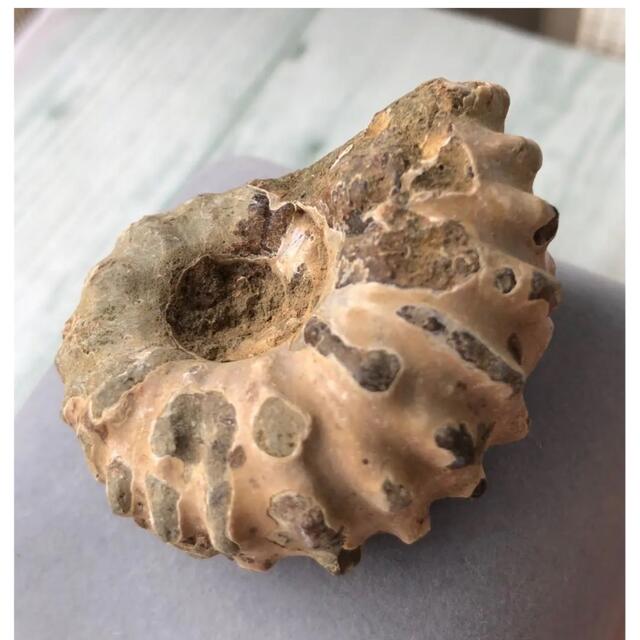 Ammoniteアンモナイト化石　中生代白亜記　突起　38.5g ハンドメイドの素材/材料(各種パーツ)の商品写真