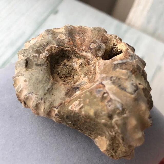 Ammoniteアンモナイト化石　中生代白亜記　突起　38.5g ハンドメイドの素材/材料(各種パーツ)の商品写真