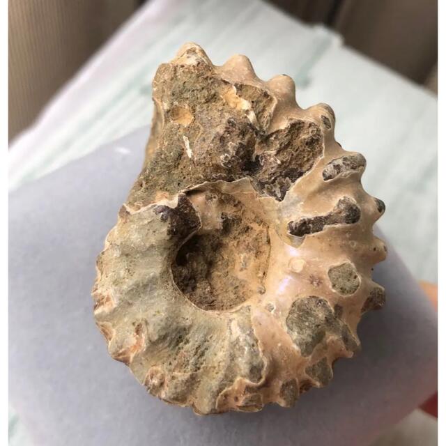 Ammoniteアンモナイト化石　中生代白亜記　突起　38.5g