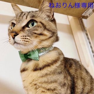 【ねおりん様専用】猫首輪(リード/首輪)