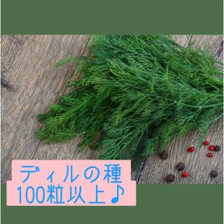 ディル　種　ディルシード　100粒以上(野菜)