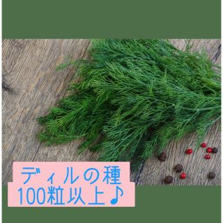 ディル　種　ディルシード　100粒以上(野菜)