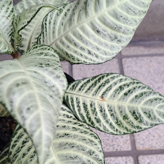 観葉植物 ダニア シルバークラウド 30cm苗 ハンドメイドのフラワー/ガーデン(その他)の商品写真