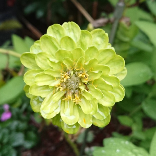 花種　ジニア　アンテークカラー ハンドメイドのフラワー/ガーデン(プランター)の商品写真
