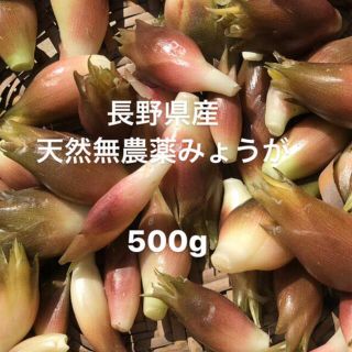 長野県産　無農薬　天然茗荷　500グラム(野菜)