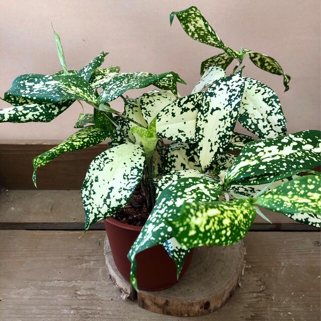 観葉植物 ドラセナ 幸福の木 10号 ノーマル セドナロング 墨 付き | 観葉植物ならHitoHana(ひとはな)