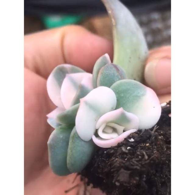 エケベリア ポルックス Echeveria Pollux錦　多肉植物