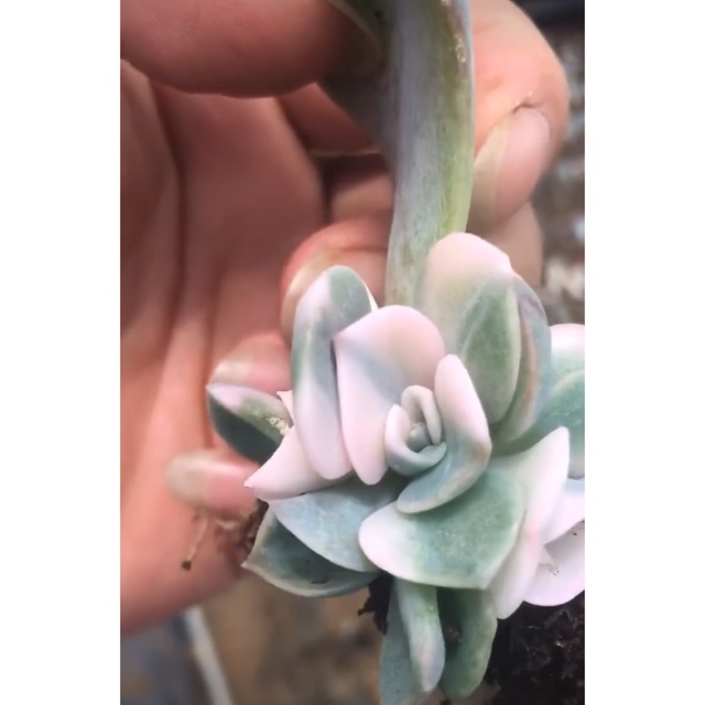 エケベリア ポルックス Echeveria Pollux錦　多肉植物