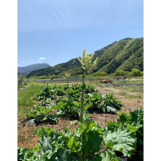 信州産　フレッシュルバーブ切り落とし/ネコポス発送 食品/飲料/酒の食品(野菜)の商品写真