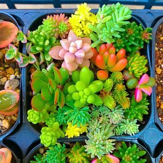 多肉植物 カラフル寄せ植えセット^_^ セダム カット苗(その他)