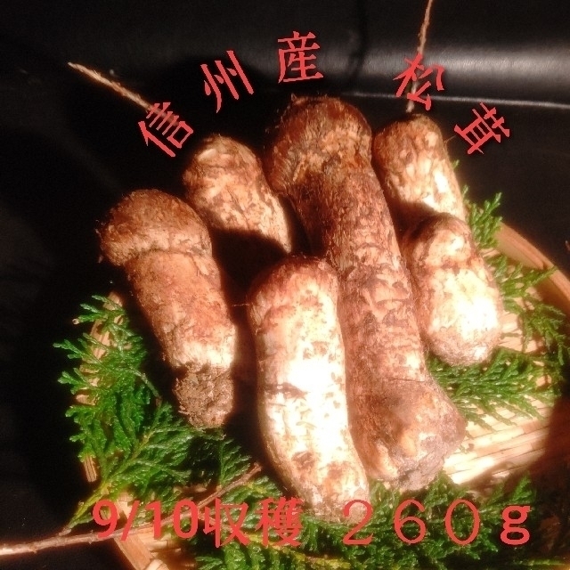 信州産 松茸 つぼみ 9/10収穫 260ｇ ☆最終値下げ