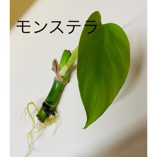 モンステラ発根苗(その他)