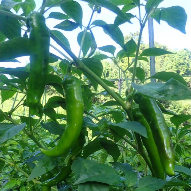 農薬：栽培期間中不使用 ♪旬野菜　詰め合わせ♪コンパクト　採りたて 食品/飲料/酒の食品(野菜)の商品写真