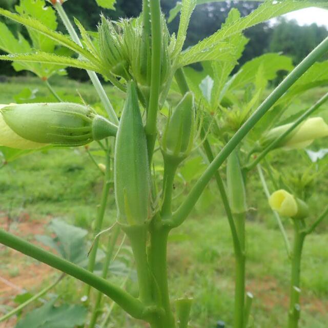 農薬：栽培期間中不使用 ♪旬野菜　詰め合わせ♪コンパクト　採りたて 食品/飲料/酒の食品(野菜)の商品写真