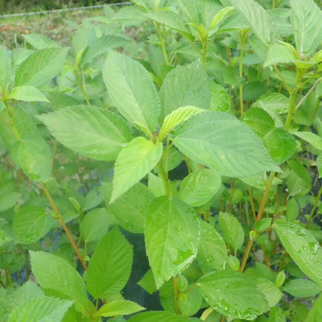 農薬：栽培期間中不使用 ♪旬野菜　詰め合わせ♪コンパクト　採りたて 食品/飲料/酒の食品(野菜)の商品写真