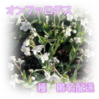 オンファロデス　種　花　匿名配送(その他)