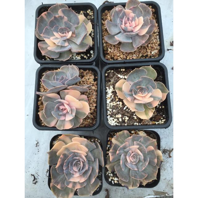 エケベリア ポルックス Echeveria Pollux錦　多肉植物