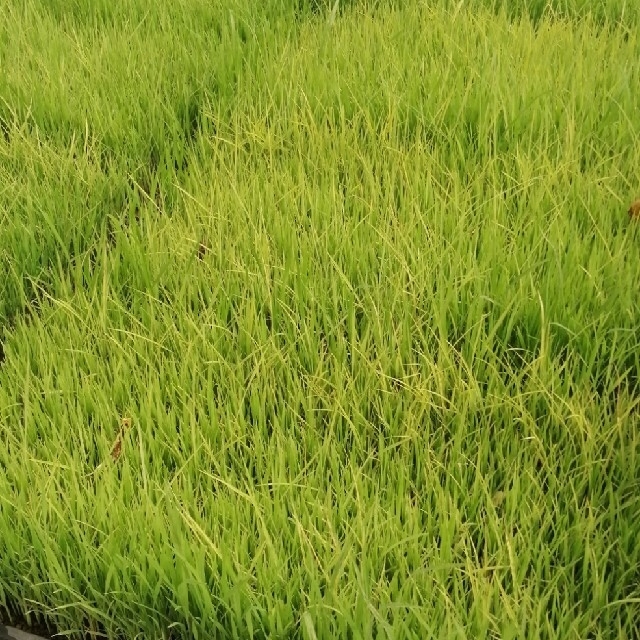 【お家で田んぼ体験】お米の種　種籾　自然農コシヒカリ　はざかけ米　バケツ稲に◎ 食品/飲料/酒の食品(米/穀物)の商品写真