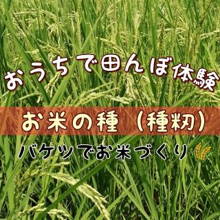 【お家で田んぼ体験】お米の種　種籾　自然農コシヒカリ　はざかけ米　バケツ稲に◎(米/穀物)