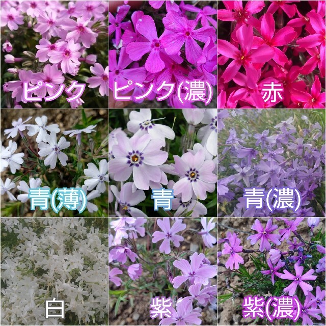 芝桜 挿し穂  40本 ハンドメイドのフラワー/ガーデン(その他)の商品写真