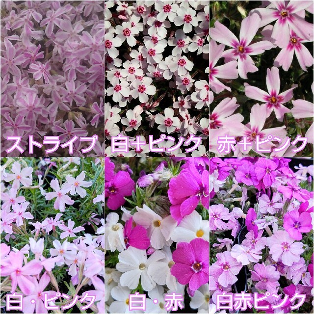 芝桜 挿し穂  40本 ハンドメイドのフラワー/ガーデン(その他)の商品写真