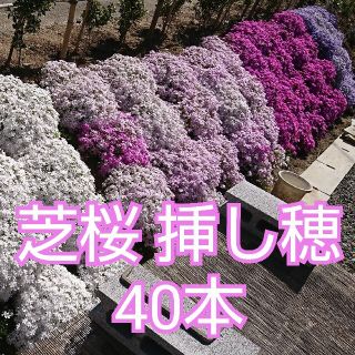 芝桜 挿し穂  40本(その他)