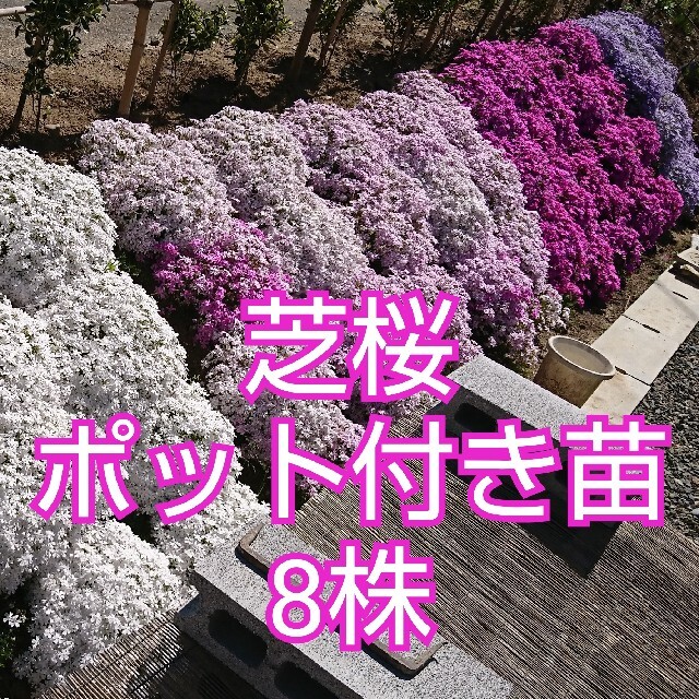 芝桜 ポット付き苗 8株 ハンドメイドのフラワー/ガーデン(その他)の商品写真