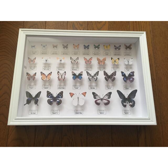 蝶の標本ペーパークラフトA4サイズ 完成品 その他のペット用品(虫類)の商品写真